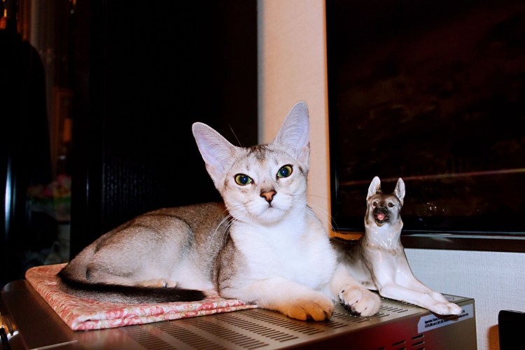 Абиссинская кошка серебро