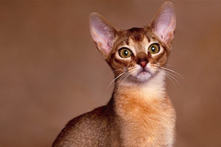 Абиссинец Манчкин