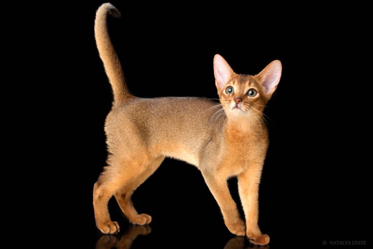 Абиссинская кошка фавн