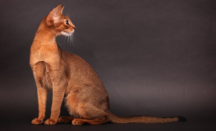 Ориентальные абиссинцы