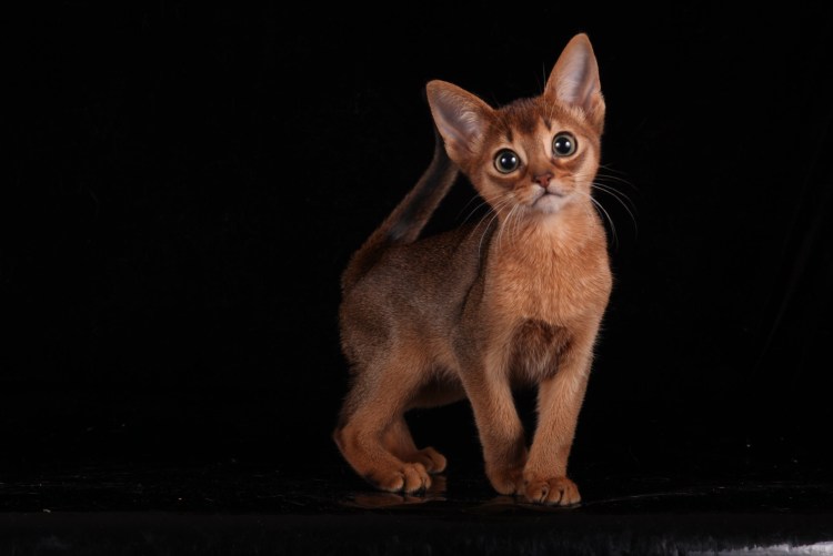 Абиссинская кошка
