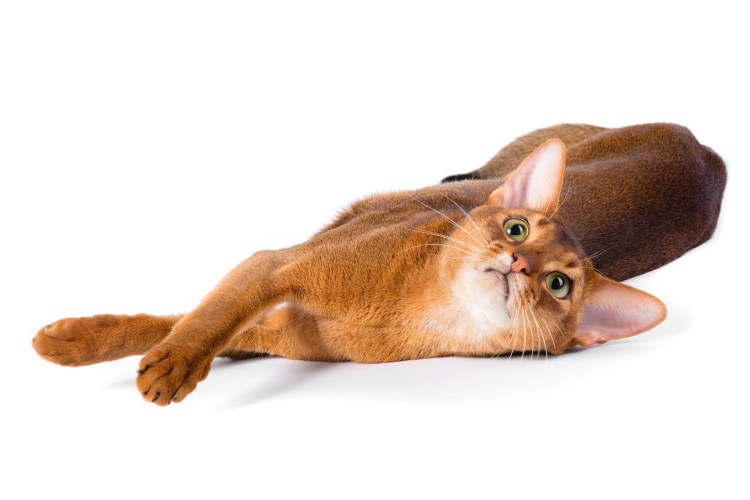 Абиссинская кошка