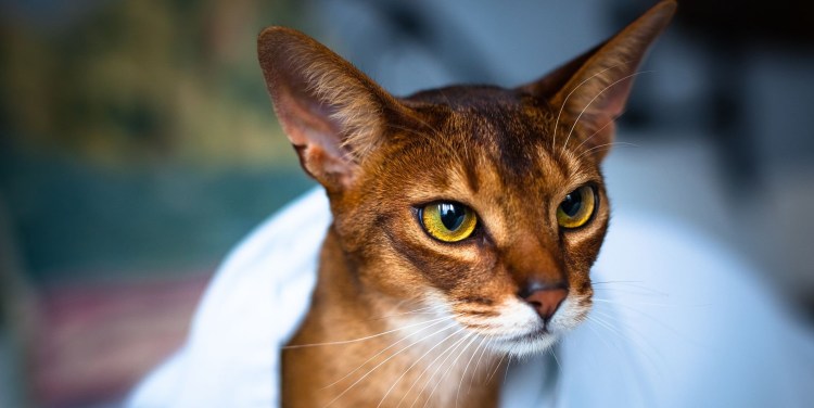 Абиссинская порода кошек