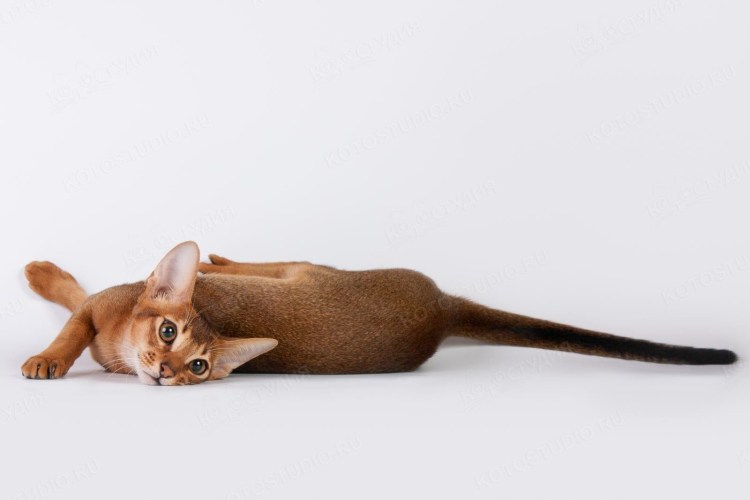 Абиссинский котенок на белом фоне