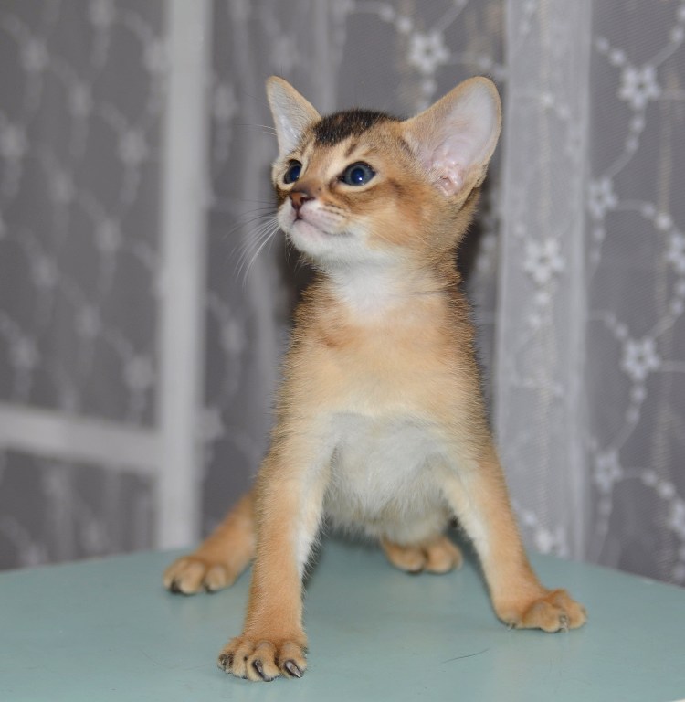 Абиссинская кошка белая
