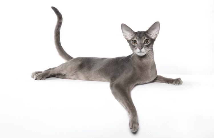 Порода кошек абессины серая короткошерстная