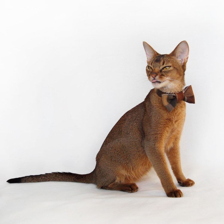 Абиссинский кот рыжий