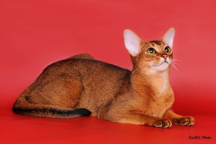 Сингапурская кошка Абиссинская