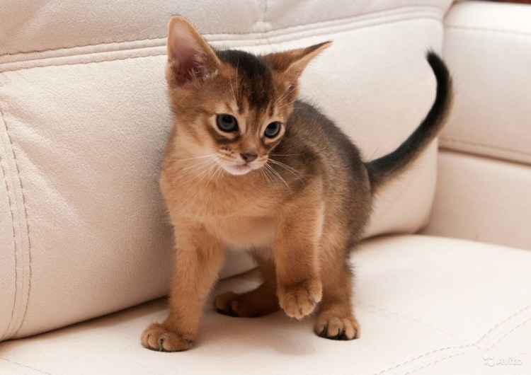 Абиссинский котенок на белом фоне