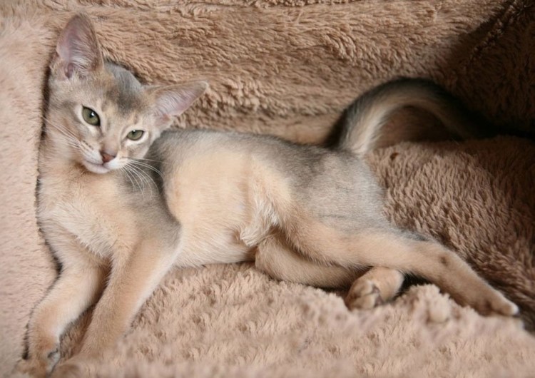 Абиссинская кошка голубая