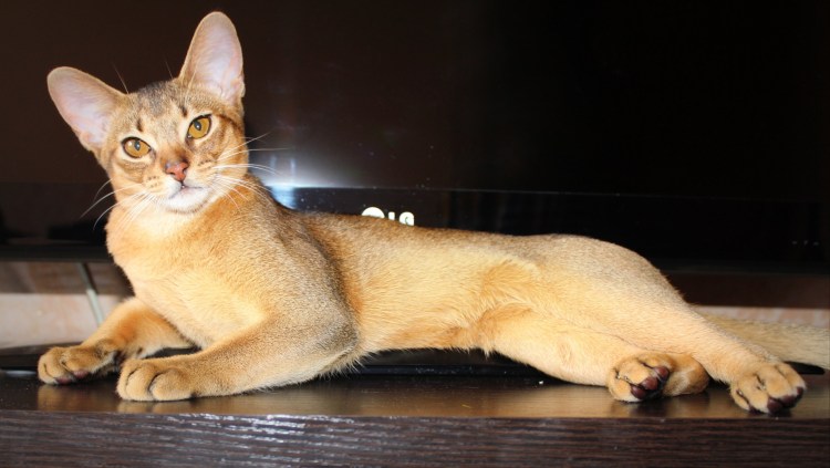 Кот породы абиссинец