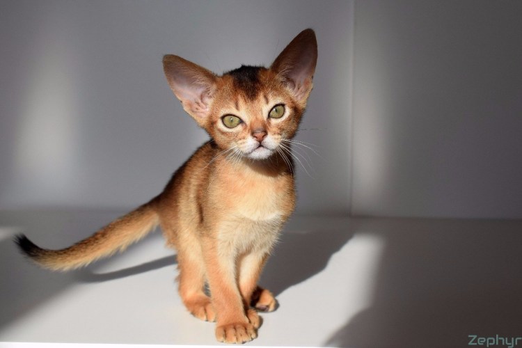 Абиссинец Ruddy