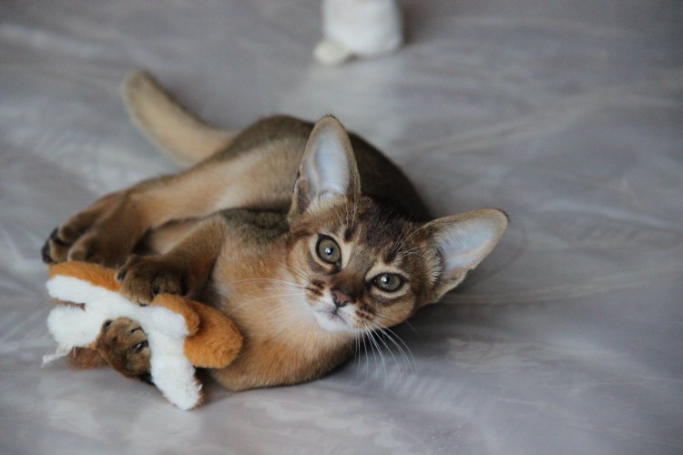 Абиссинская кошка белая