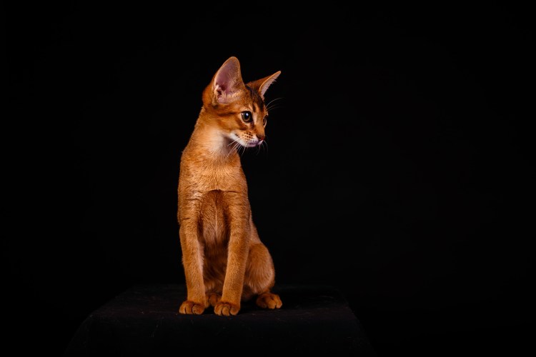 Абиссинская порода кошек