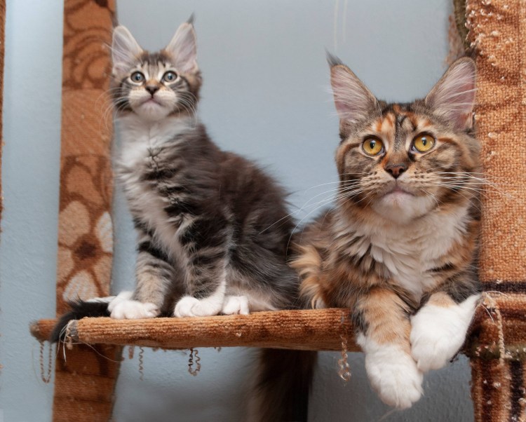 Европейский Мейн-кун кошка