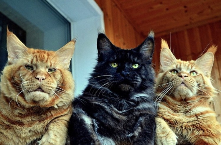 Мейн кун взрослый кот