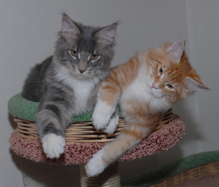 Мейн кун Размеры