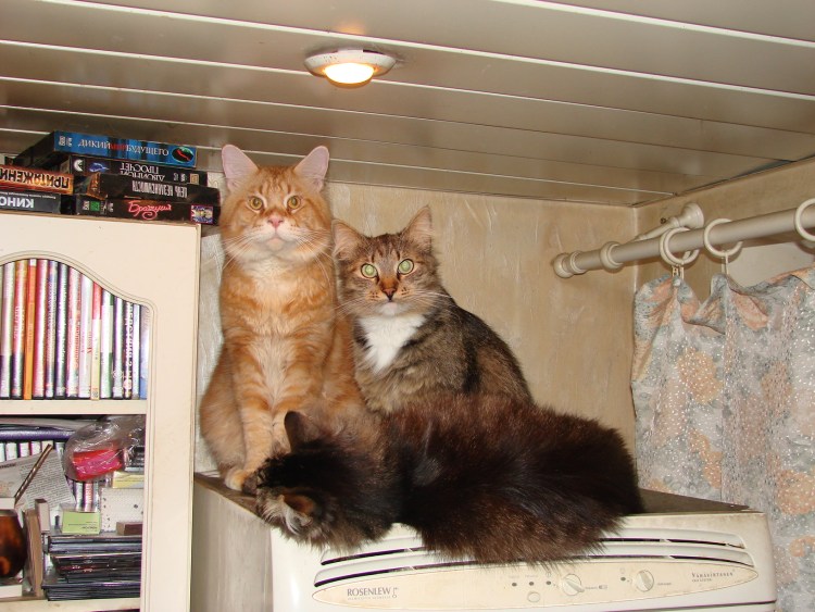 Мейн куны спариваются