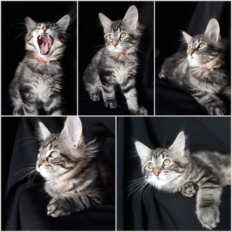 Кошки Мейн кун с большим носом