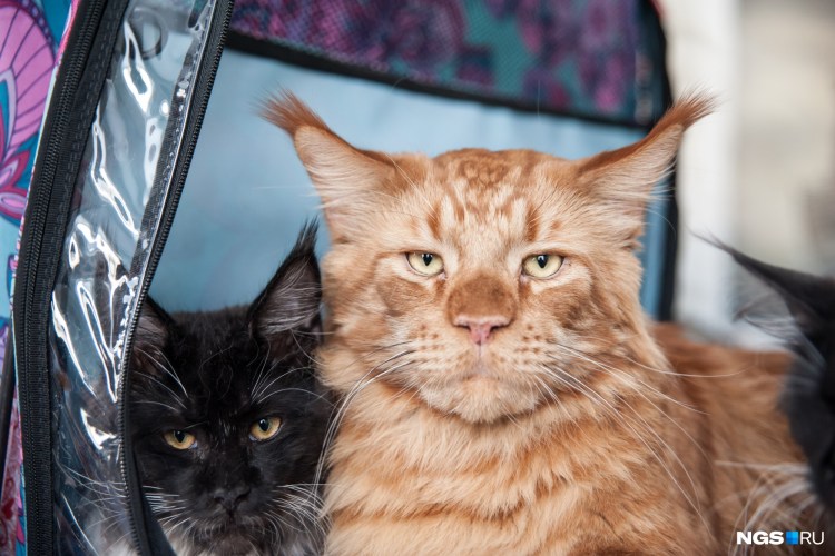 Мейн кун обычный с человеком