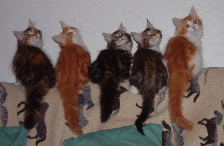 Мейн кун Ксении Бородиной