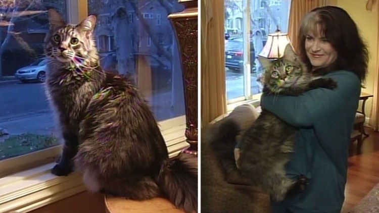 Аборигенная кошка штата Мэн