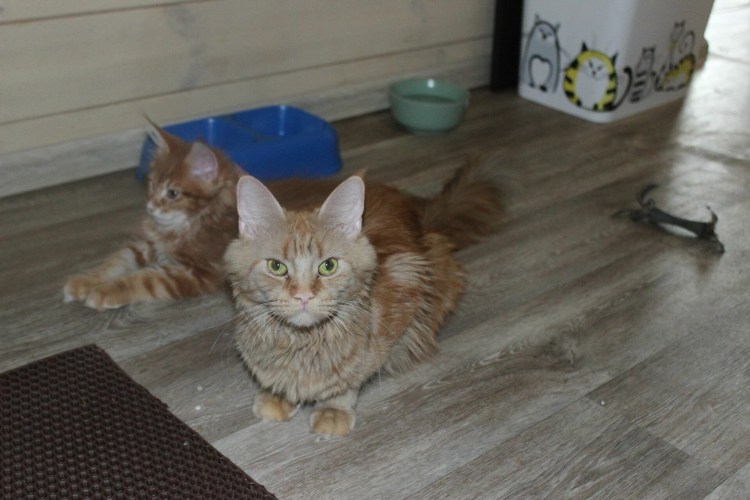 Мейн кун кусает за икры