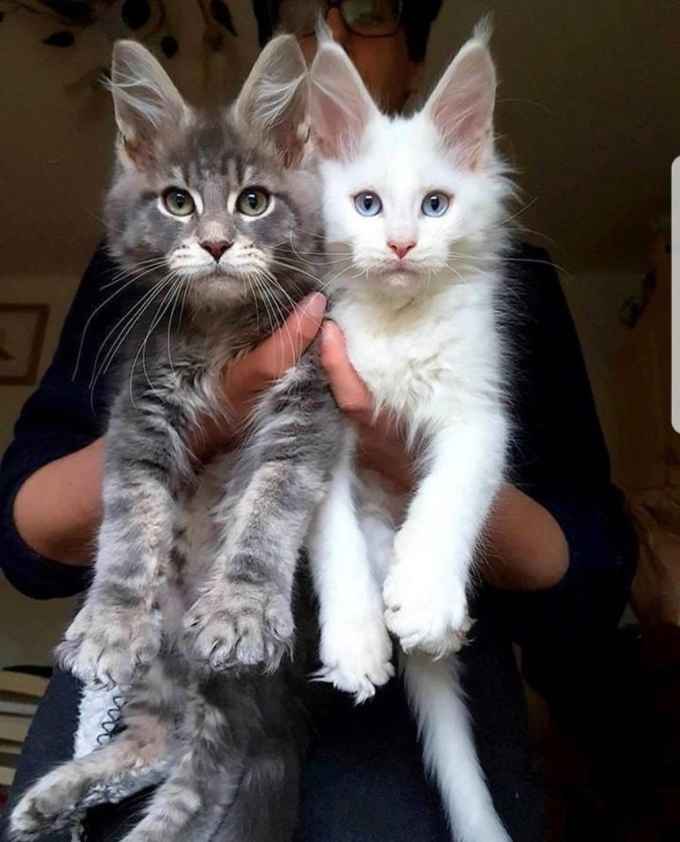 Ориентал скрещенный с мейнкуном