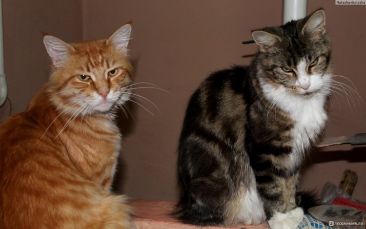 Мейн кун 35 кг