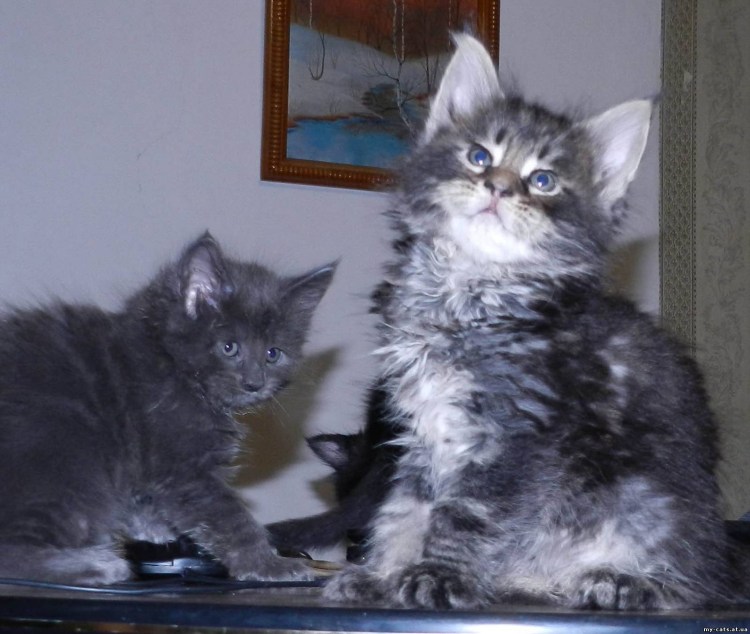 Кот Мейн кун рядом с обычным котом