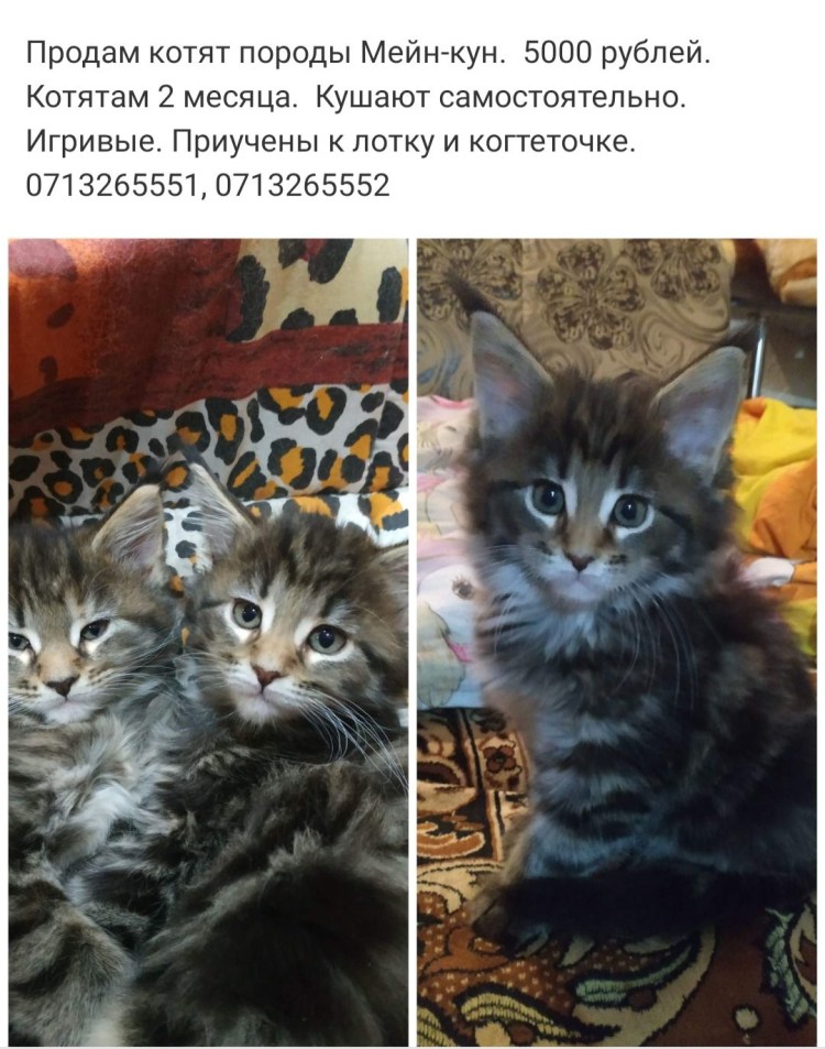 Щенки Мейн куна