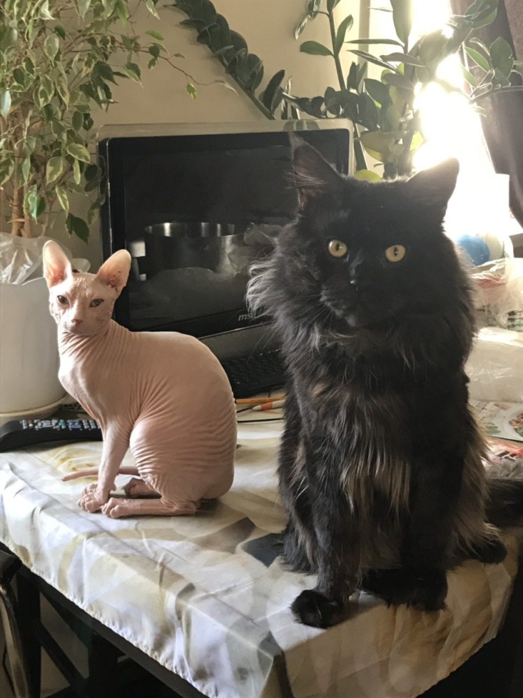 Мейн кун обычный