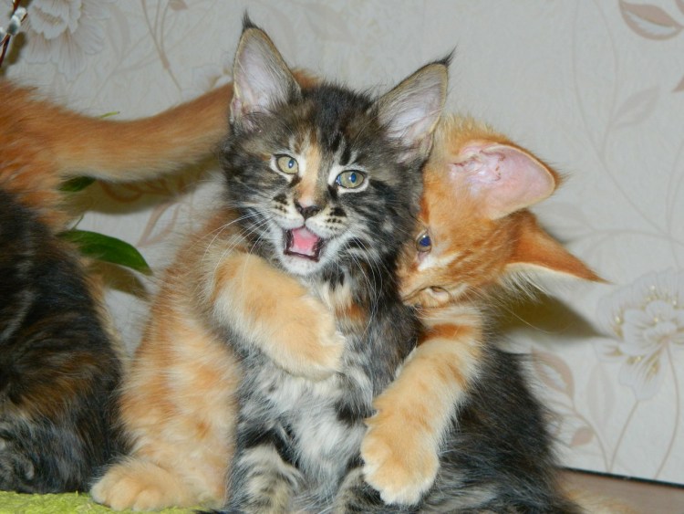 Котёнок Мейн кун и обычный котёнок
