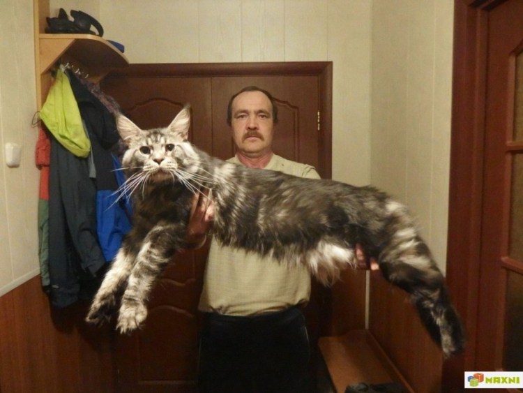 Мейн кун из приколов