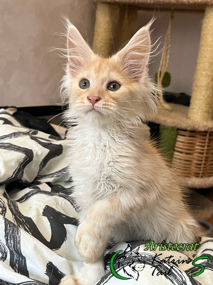 Семья Мейн кунов