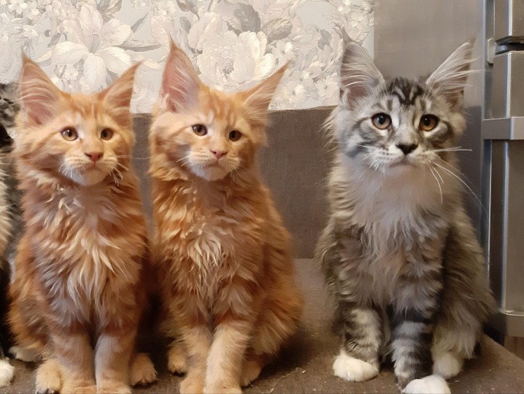 Самая дружелюбная порода кошек