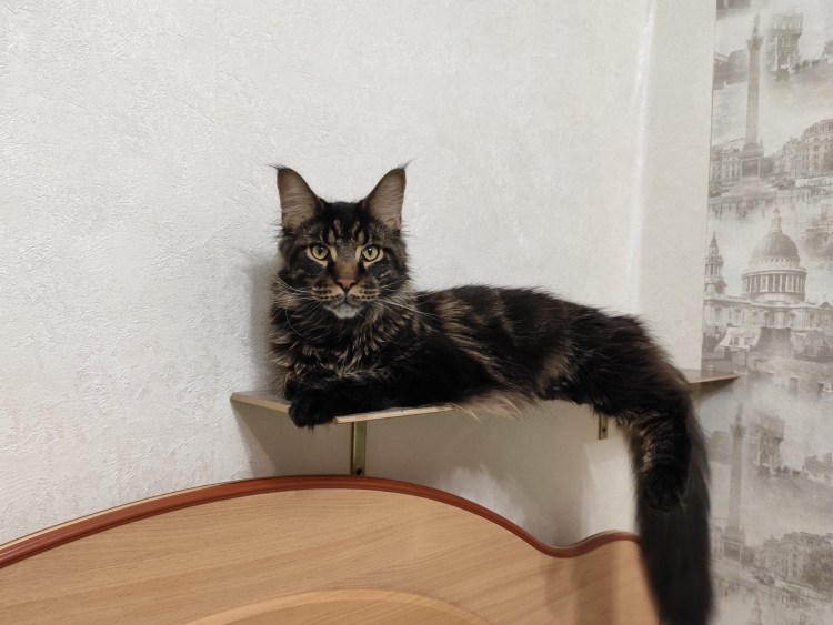 Помесь Мейн куна и сибирской