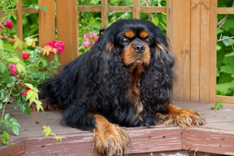 Кавалер Кинг Чарльз спаниель черный