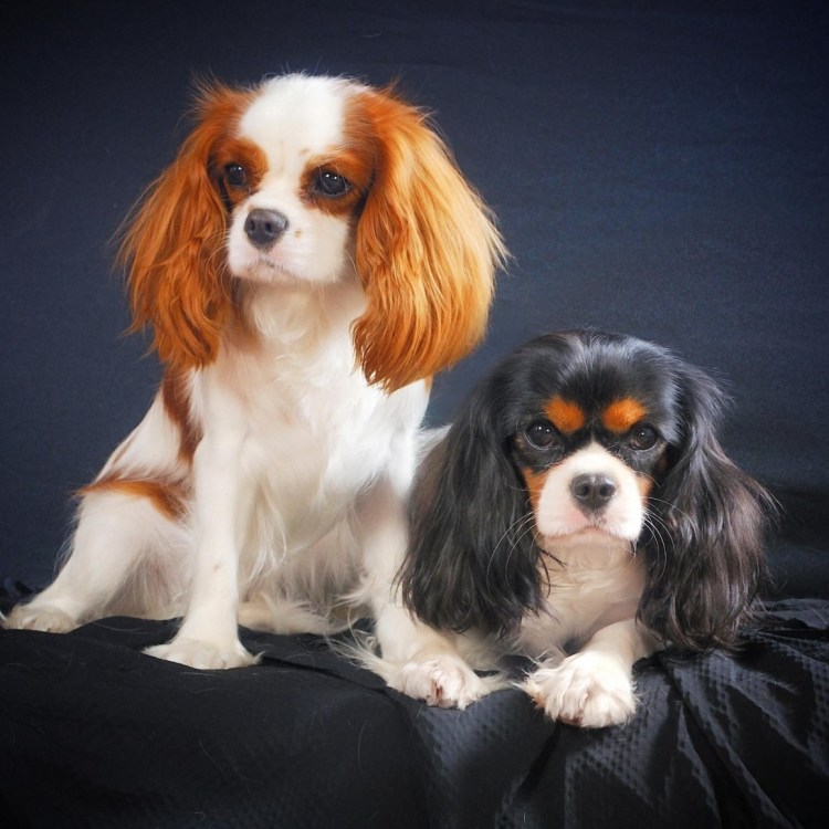 Коволер Кин Чарль спиниэль