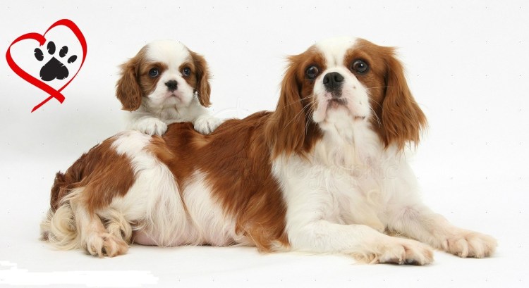 Королевский Кинг Чарльз спаниель