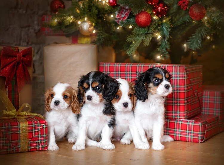 Кавалер Кинг Чарльз спаниель в 12 месяцев