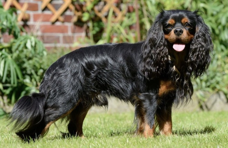 Кавалер Кинг Чарльз спаниель черно белый