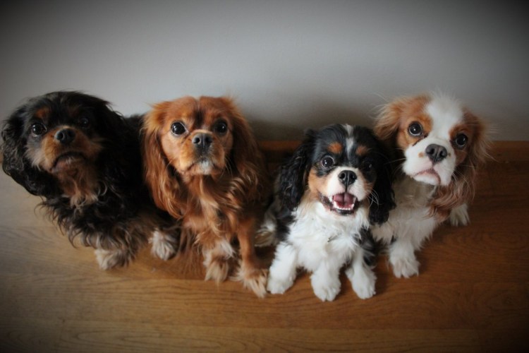 Кавалер Кинг Чарльз спаниель черный