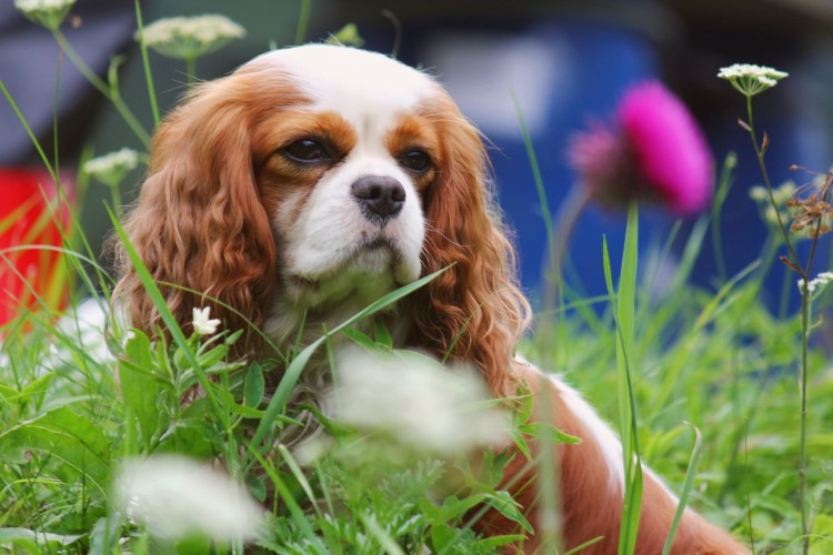 Кавалер-Кинг-Чарльз-спаниель подпалый