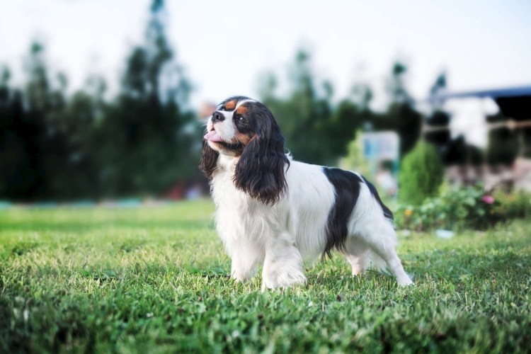 Кавалер Чарльз спаниель
