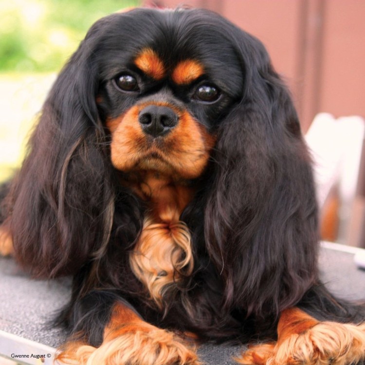 Кинг Чарльз спаниель черно-подпалый