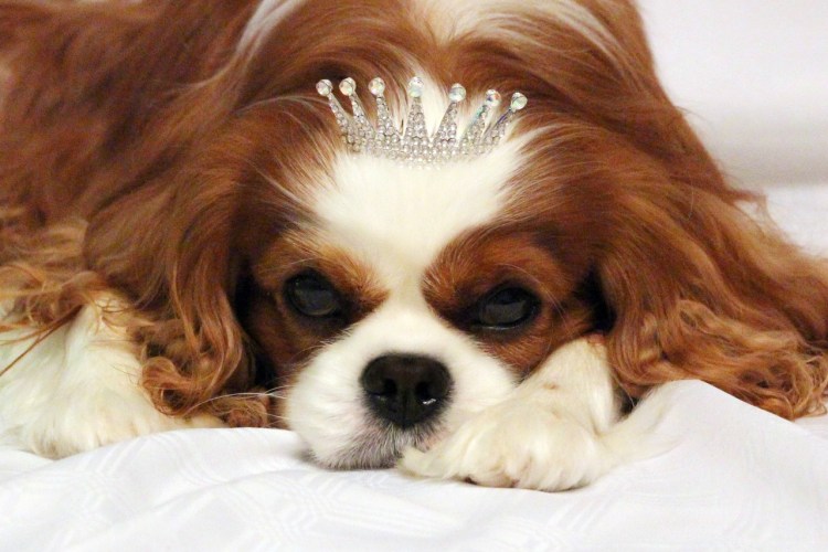Кавалер кино чарлзьспаниель