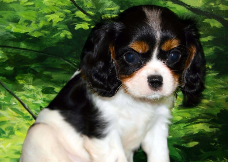 Кавалер кинчарс спаниель