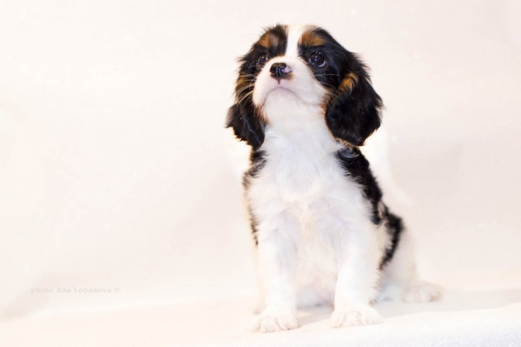 Кавалер Гранд Чарльз спаниель