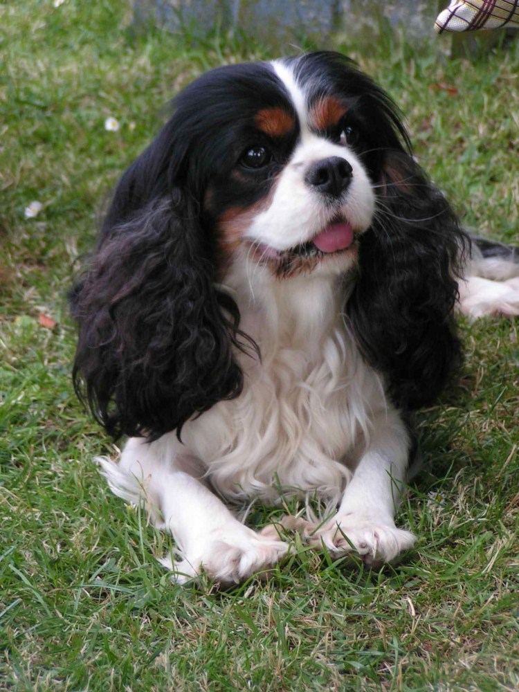 Кавалер Кинг Чарльз спаниель черный